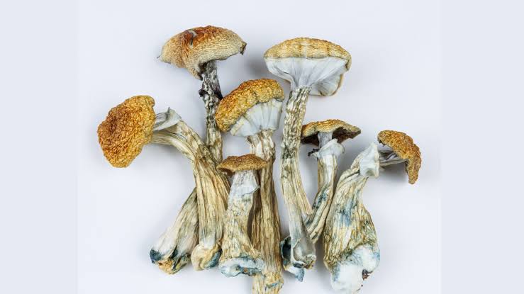 Shrooms